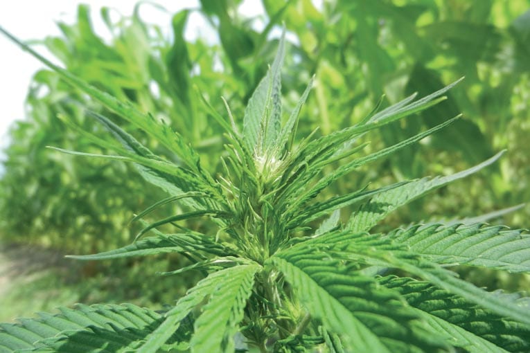 Baugeois-Vallée organise, le 17 octobre prochain, l’opération “Business Vallée” sur la thématique de l’éco-construction. Retrouvez tous les matériaux biosourcés, dont le chanvre et l'entreprise Hemp-IT. [©Hemp-IT]