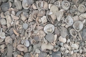 Gravier de sédiments [©Cerema]