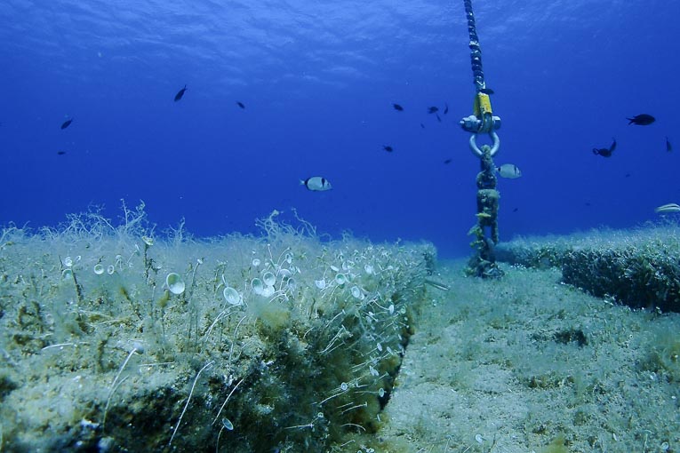 La porosité de surface des coffres de mouillage Lib Industries permet leur colonisation rapide par la faune et flore subaquatiques. [©Lib Industries]