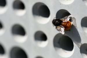 Favoriser le retour de la biodiversité en ville et sur ses sites de production, tel est l’objectif de Vicat, en partenariat avec l'Inrae, au moyen de ses modules de nidification et de ses jardinières en béton. [©Vicat]