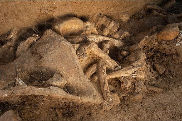 La carrière Cemex de Changis-sur-Marne devient “La boucle des mammouths”