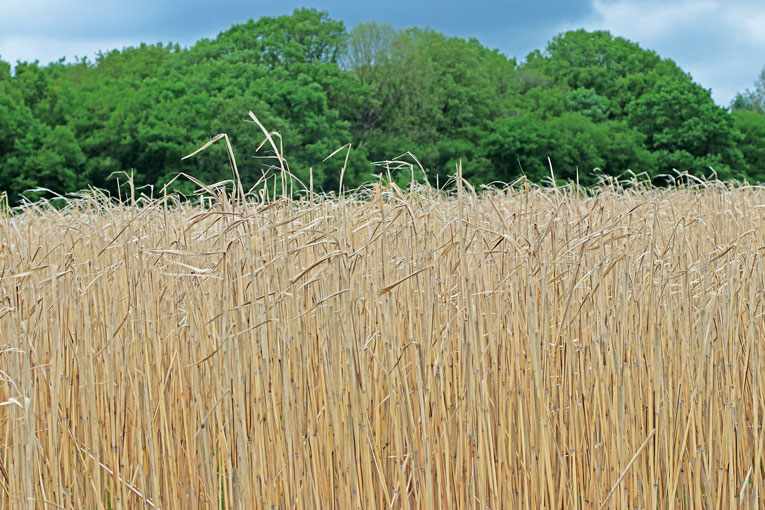 Avec la SNBC 3, la France se positionne résolument sur la voie d’une transition écologique ambitieuse. [©Alkern]